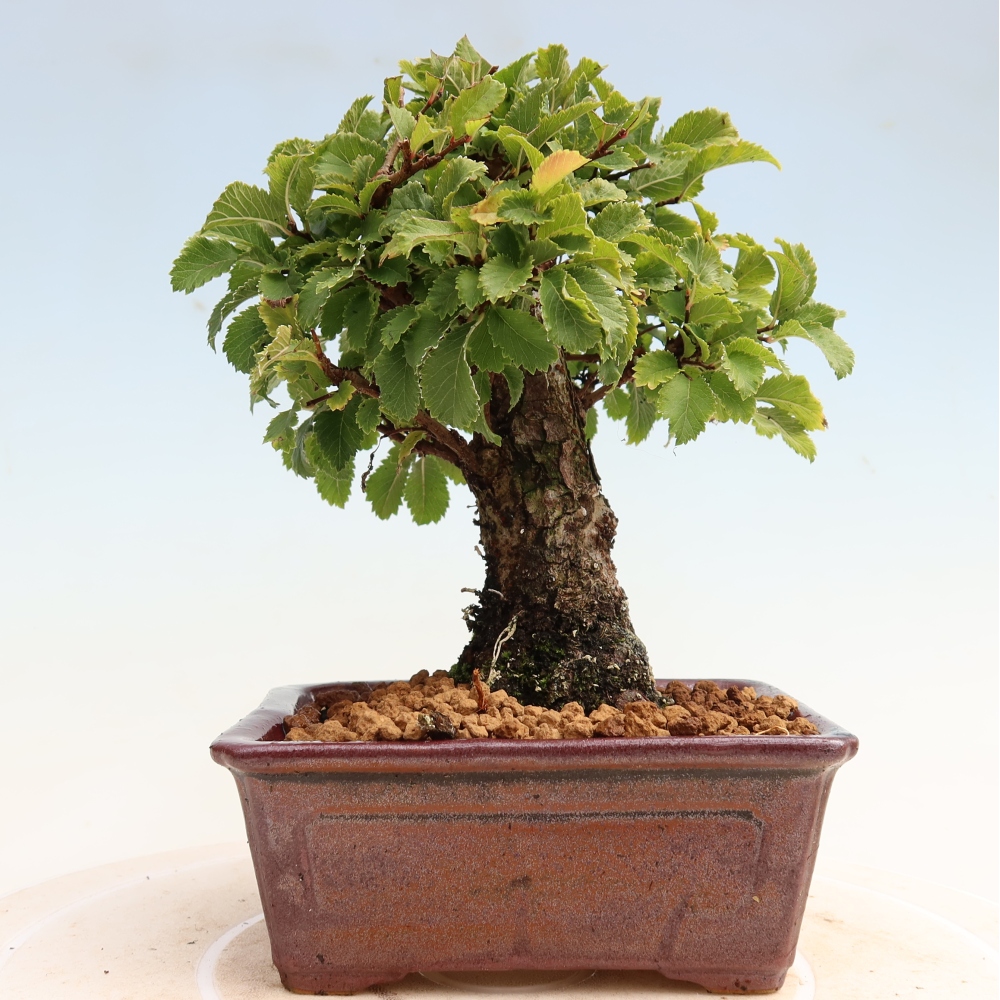 Venkovní bonsai - Zelkova - Zelkova NIRE
