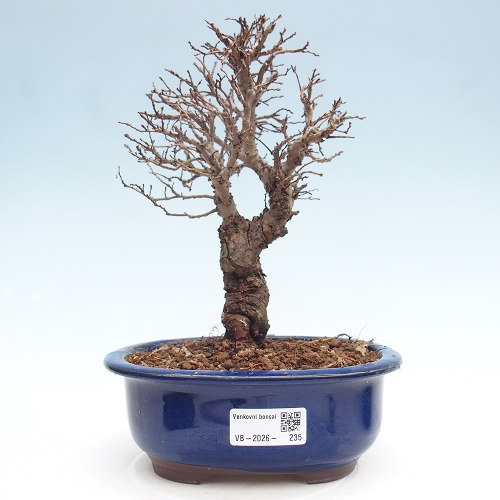 Venkovní bonsai - Zelkova - Zelkova NIRE