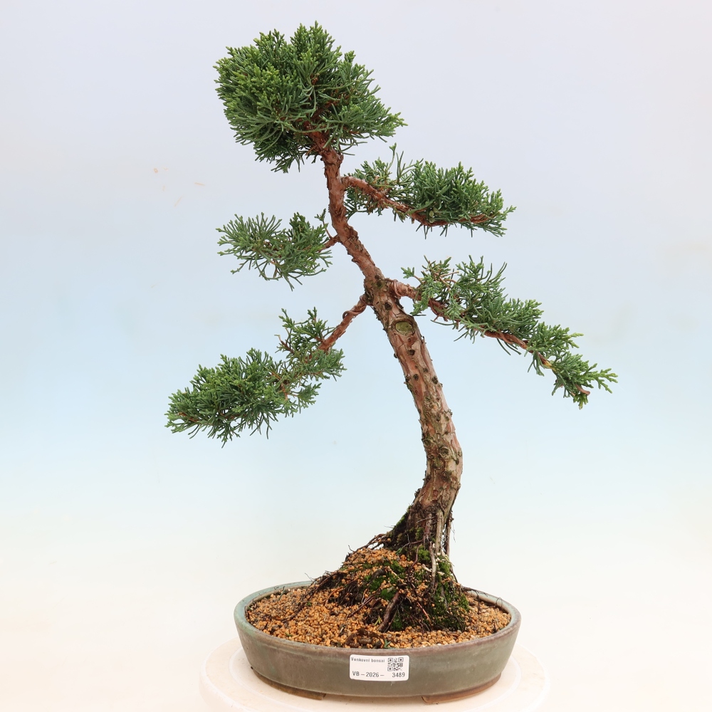 Venkovní bonsai - Juniperus chinensis Kishu -Jalovec čínský
