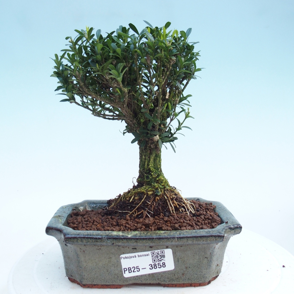 Pokojová bonsai - Buxus harlandii -korkový buxus