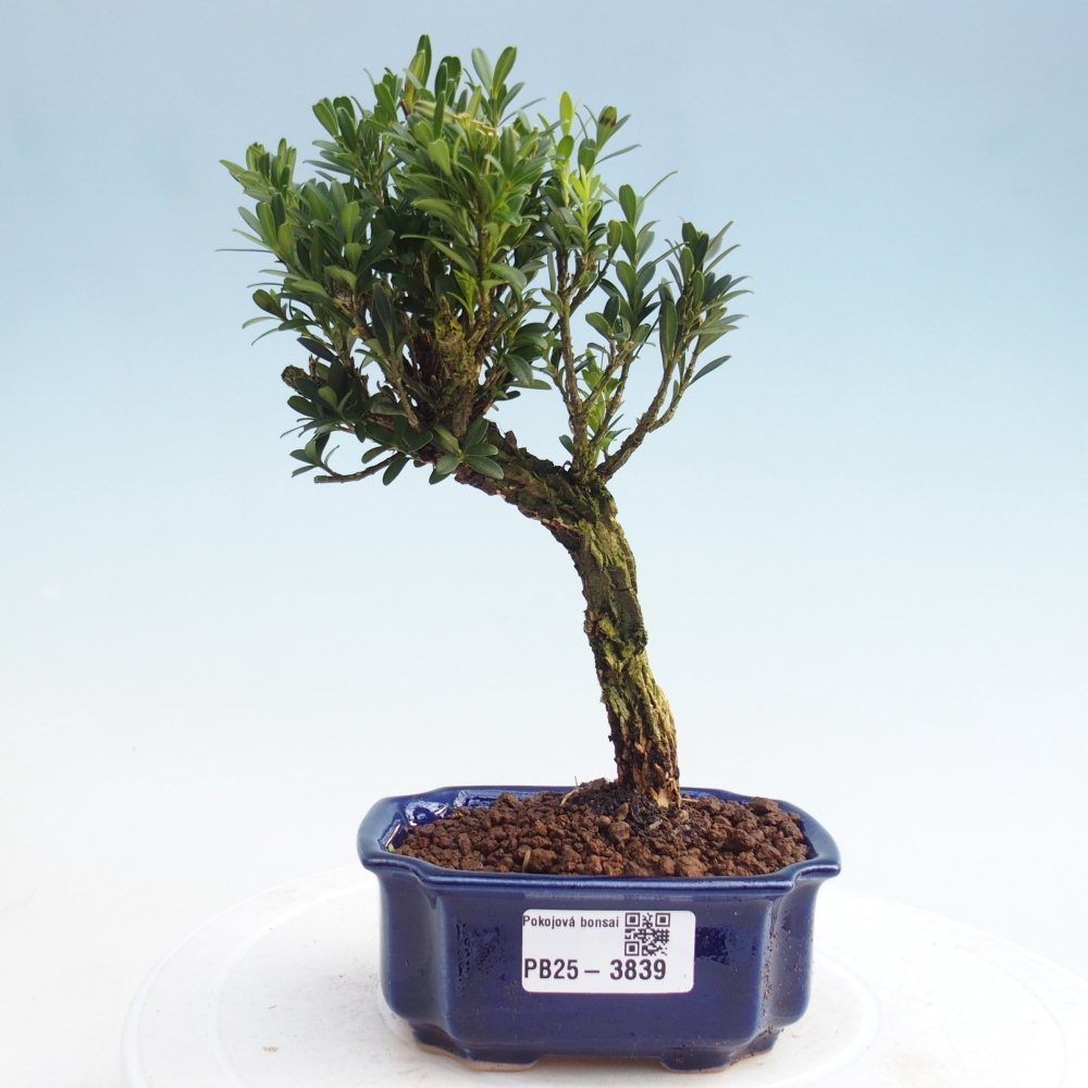Pokojová bonsai - Buxus harlandii -korkový buxus