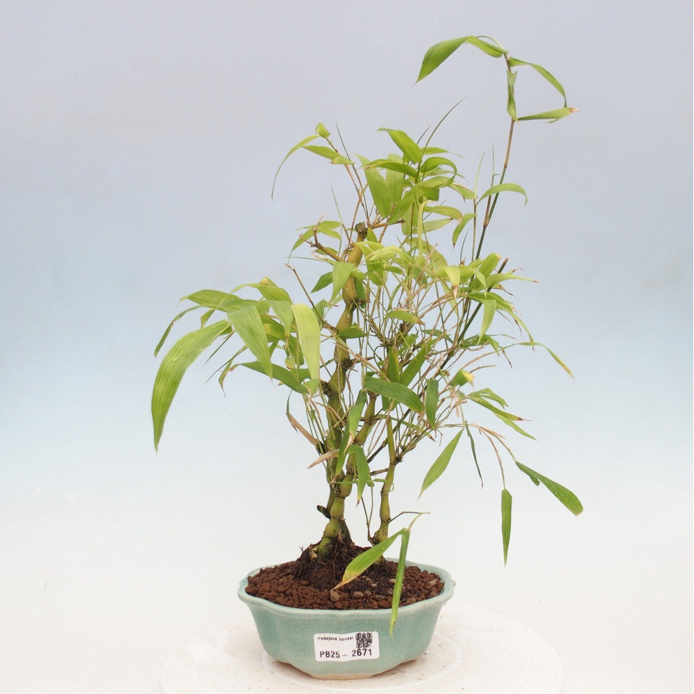 Pokojová bonsai - Bambus budha-Bambus budhovo břicho