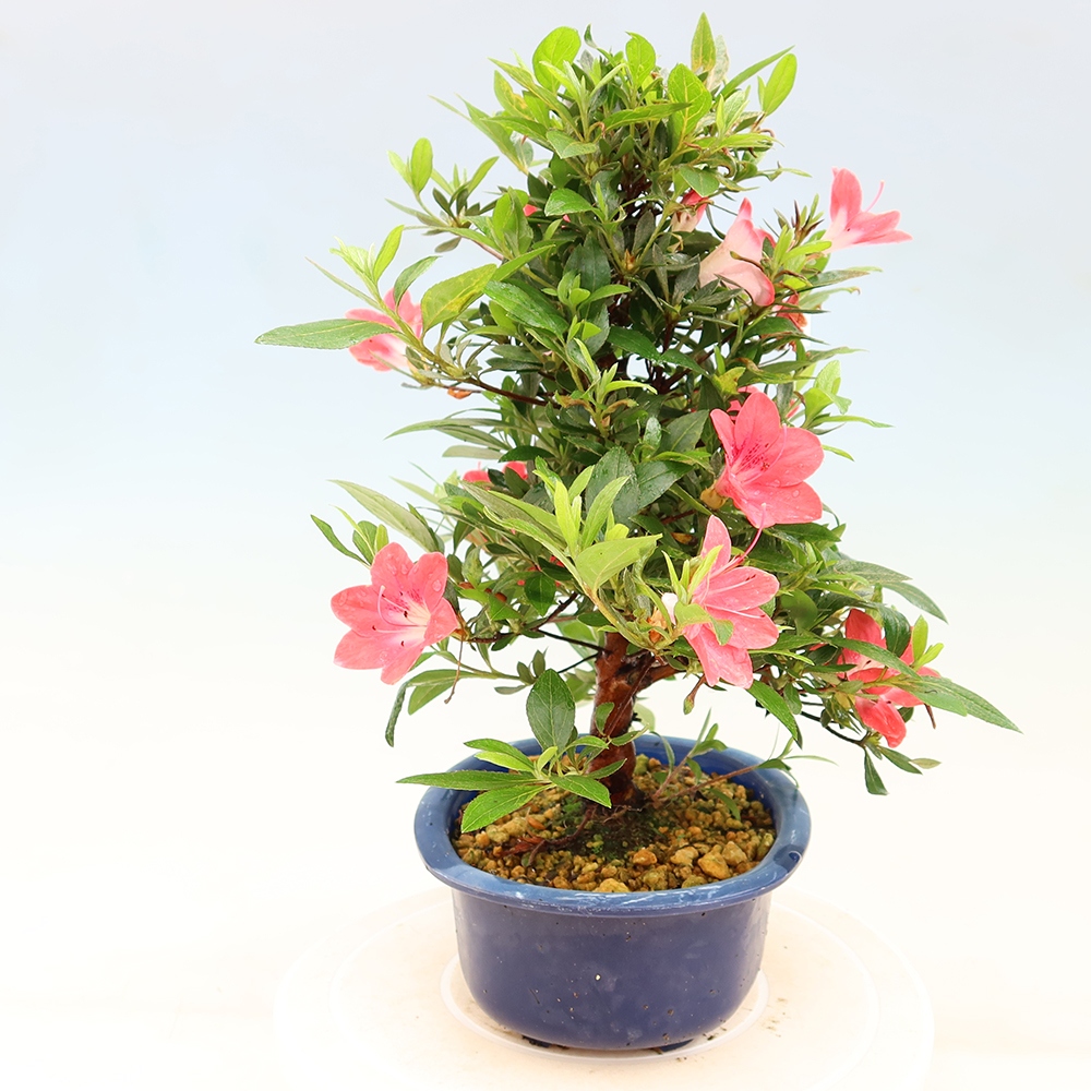 Venkovní bonsai - Japonská azalka - Azalea Beniko