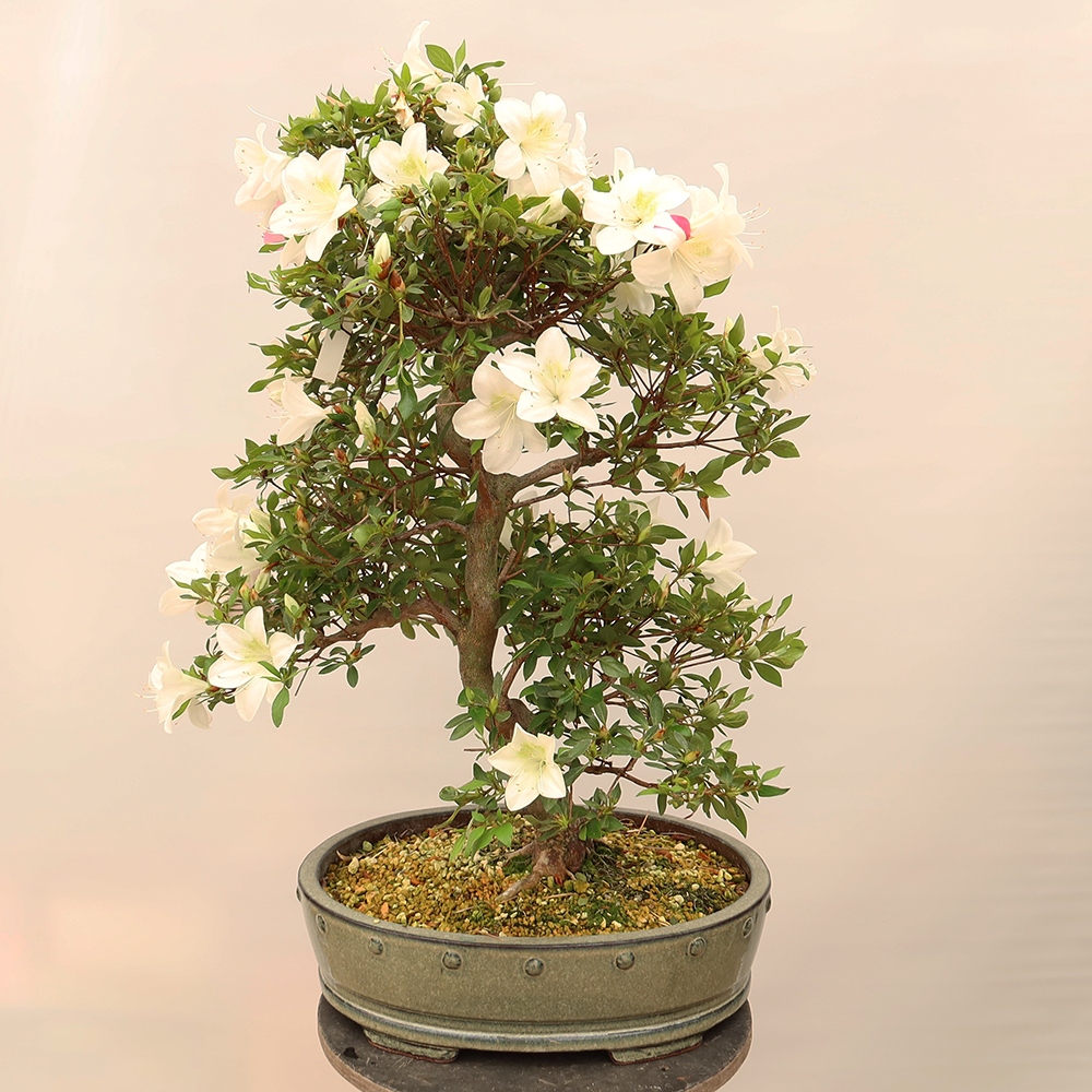 Venkovní bonsai - Japonská azalka - Azalea Ruka
