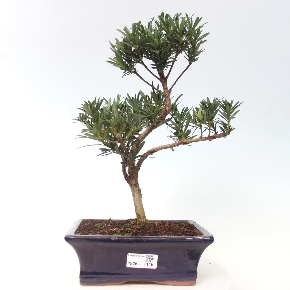 Pokojová bonsai - Podocarpus - Kamenný tis