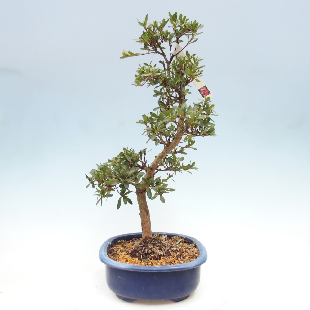 Venkovní bonsai - Japonská azalka - Azalea Beniko