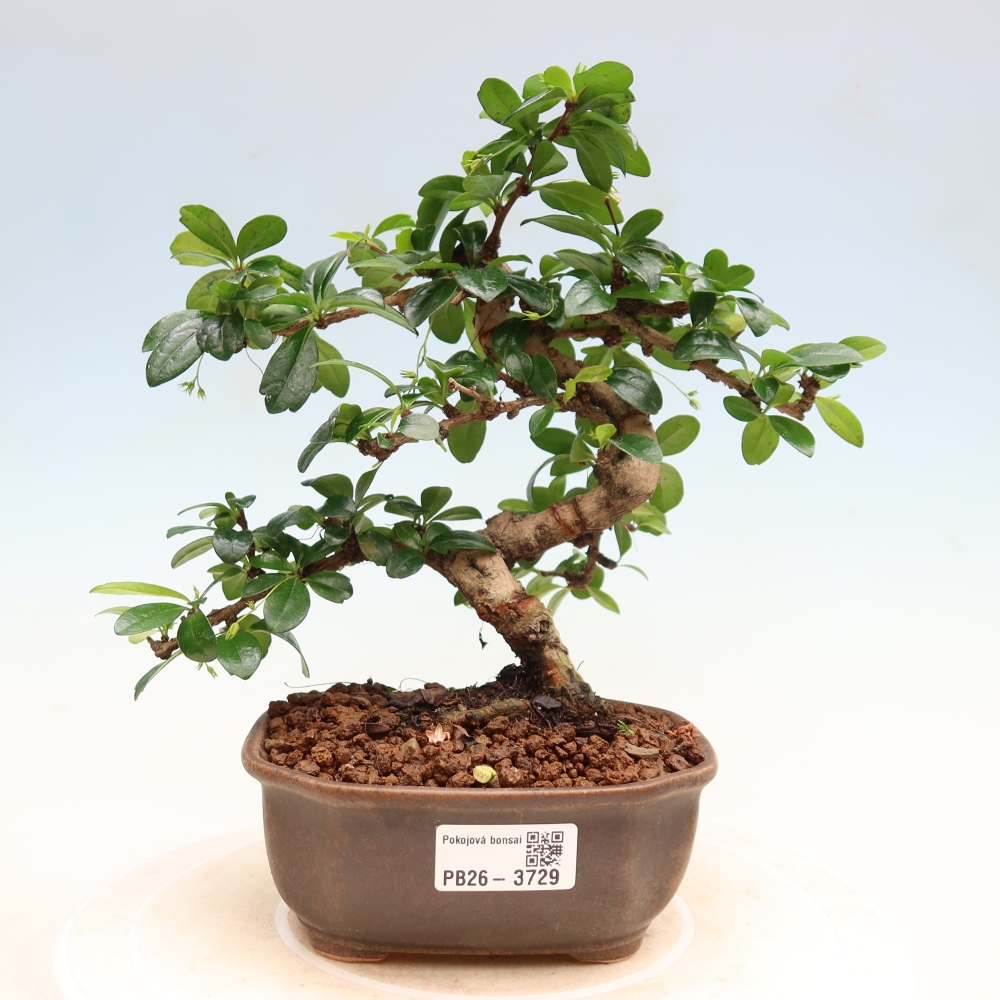 Pokojová bonsai - Carmona macrophylla - Čaj fuki