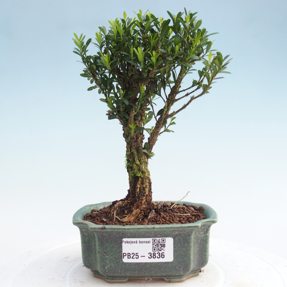 Pokojová bonsai - Buxus harlandii -korkový buxus