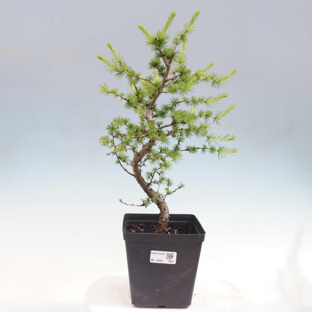 Venkovní bonsai -Larix decidua - Modřín opadavý 