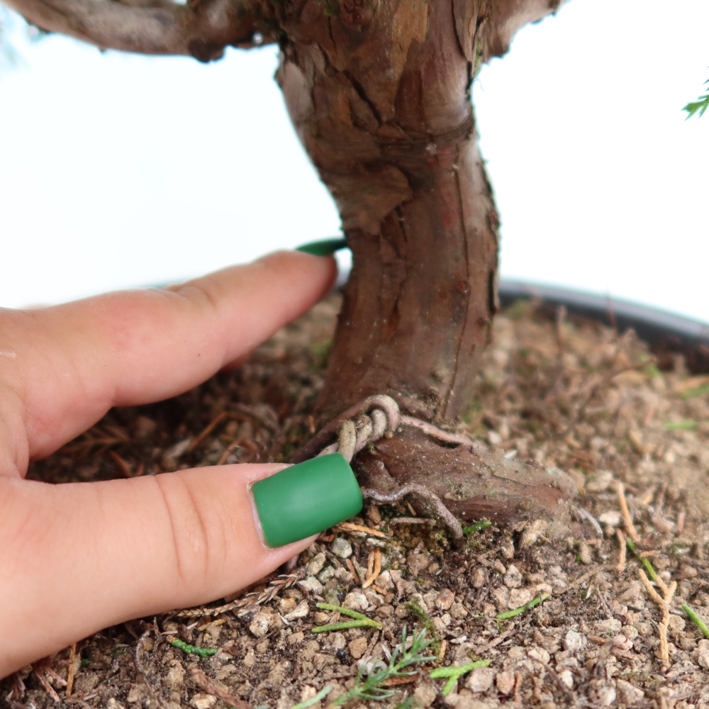 Venkovní bonsai - Juniperus chinensis Itoigawa-Jalovec čínský