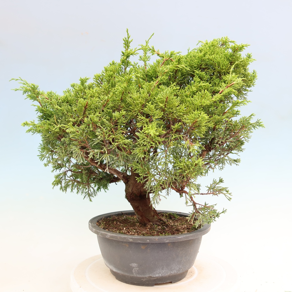 Venkovní bonsai - Juniperus chinensis Itoigawa-Jalovec čínský