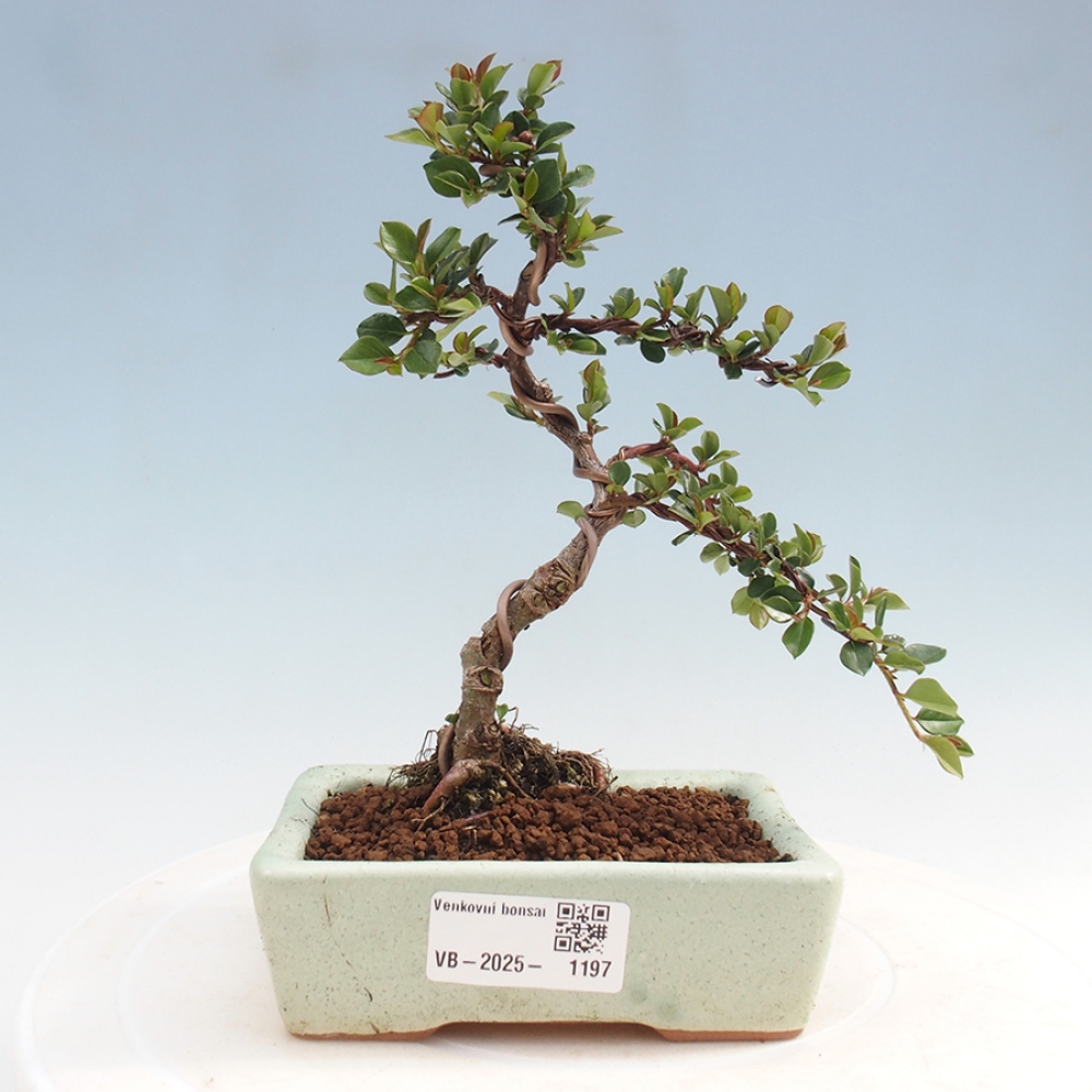 Venkovní bonsai-Cotoneaster horizontalis - Skalník