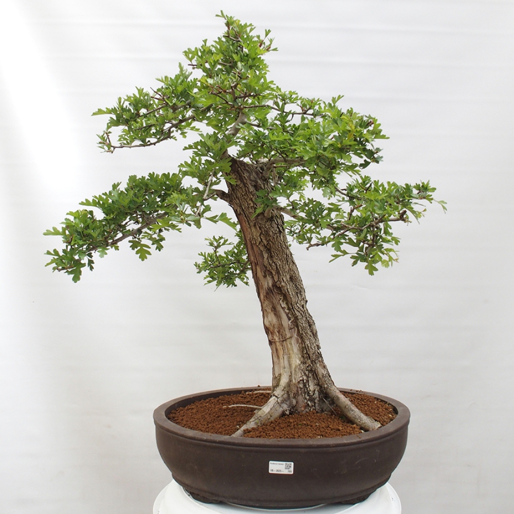 Venkovní bonsai - Hloh - Crataegus monogyna
