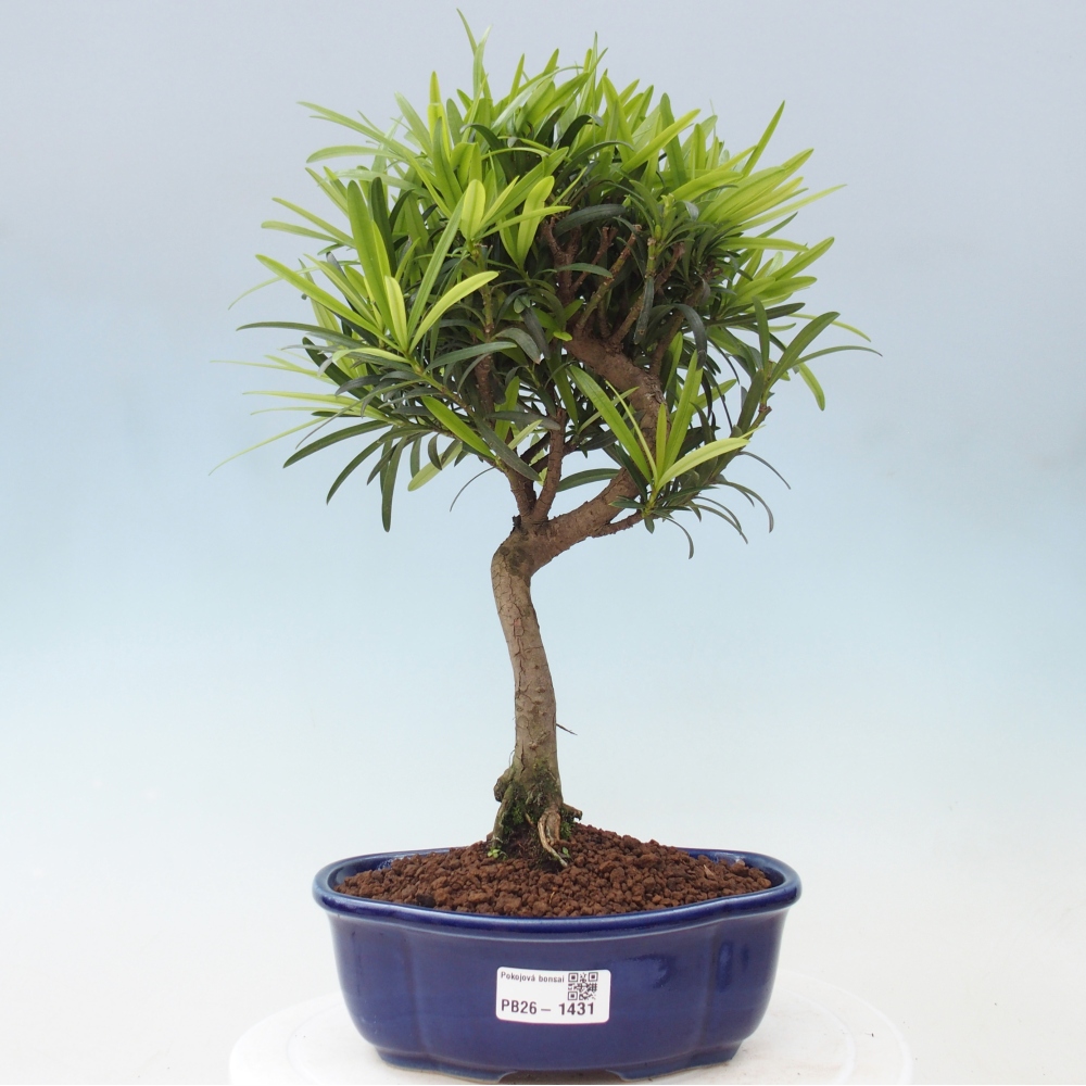 Pokojová bonsai - Podocarpus - Kamenný tis