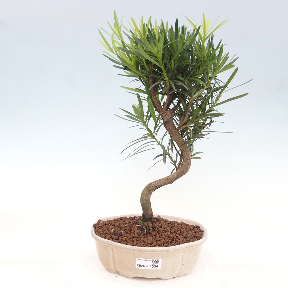 Pokojová bonsai - Podocarpus - Kamenný tis