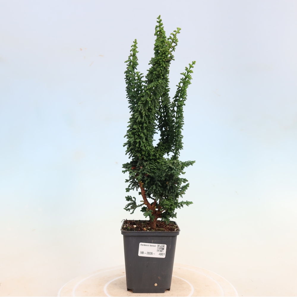 Venkovní bonsai - Cham. obtusa SEKKA HINOKI - Cypřišek