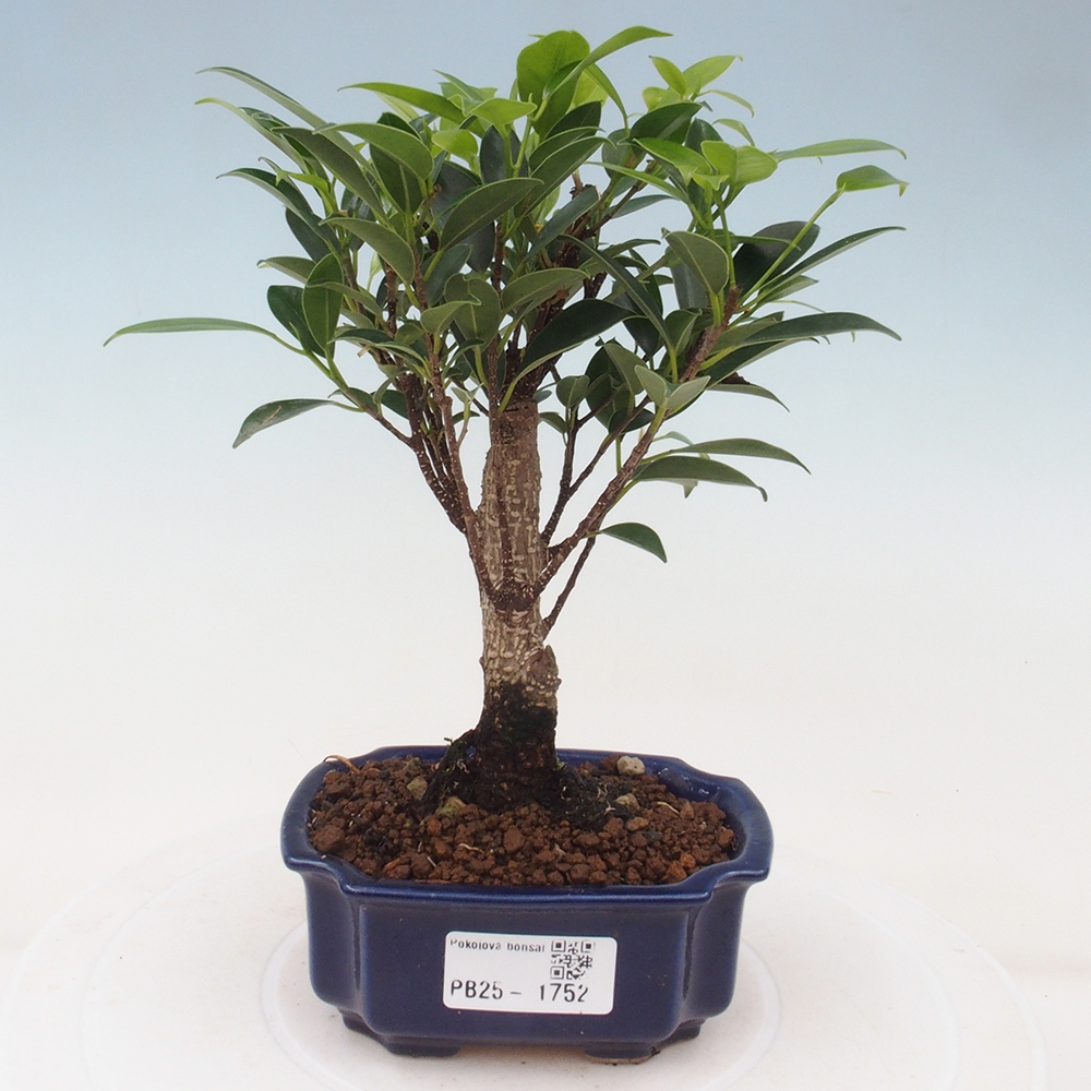 Pokojová bonsai Ficus retusa kimmen