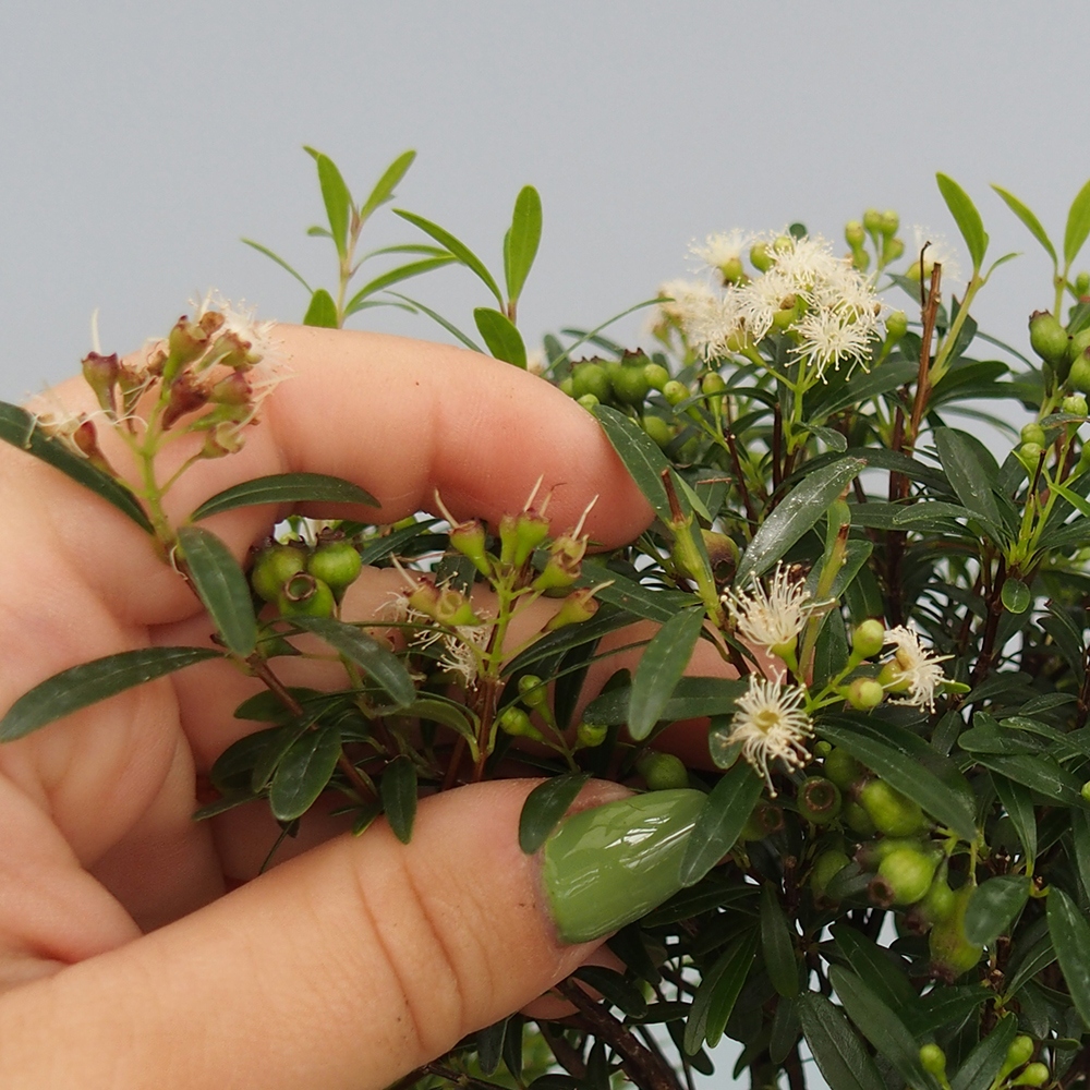 Pokojová bonsai - Syzygium - Pimentovník - POUZE OSOBNÍ ODBĚR nebo paletová přeprava