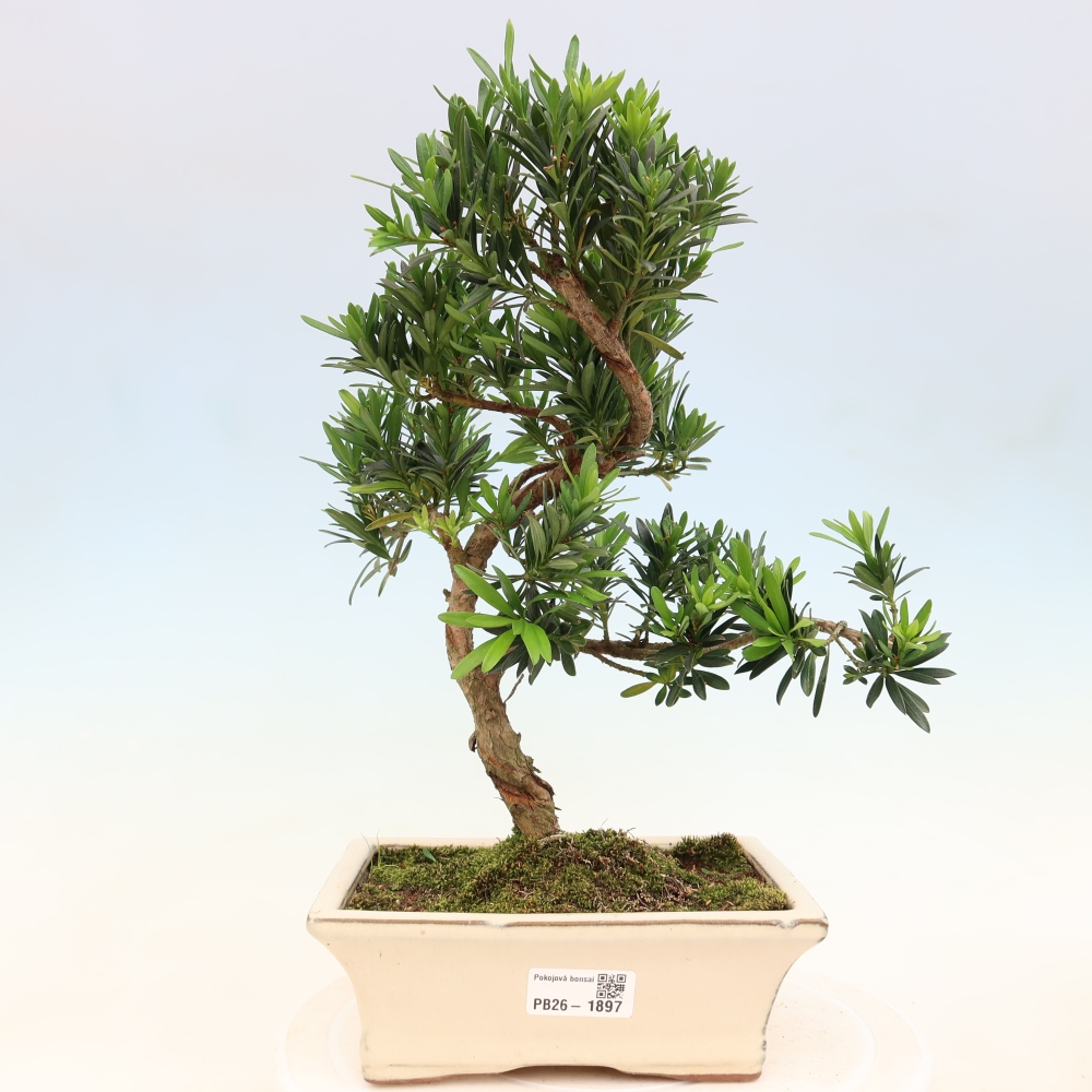Pokojová bonsai - Podocarpus - Kamenný tis