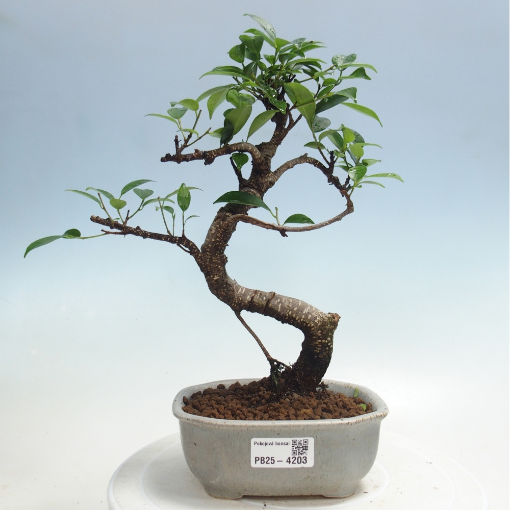 Pokojová bonsai - Ficus retusa -  malolistý fíkus
