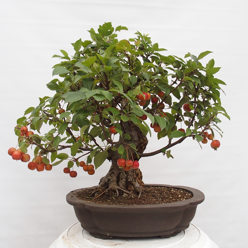 Venkovní bonsai -Malus halliana - Maloplodá jabloň