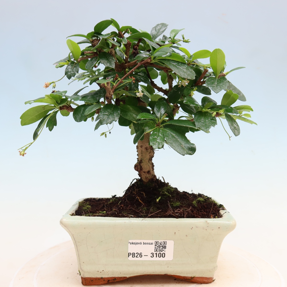 Pokojová bonsai - Carmona macrophylla - Čaj fuki