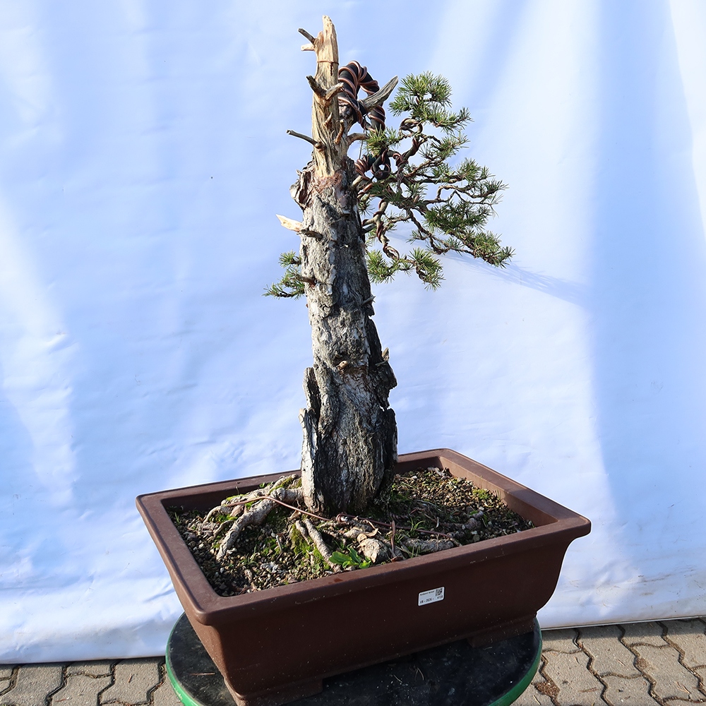 Pinus sylvestris Španělsko - borovice lesní