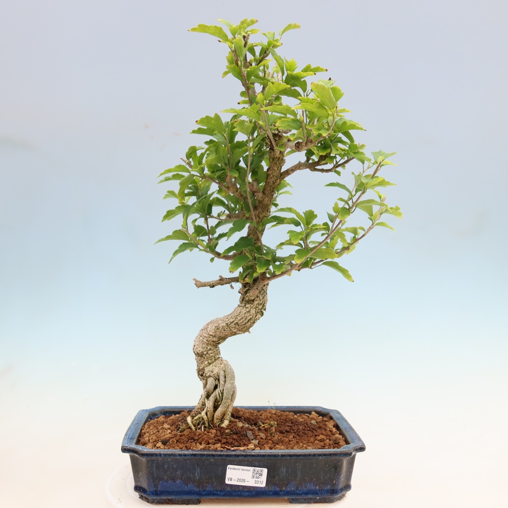 Venkovní bonsai - Hibiscus syriacus - Ibišek syrský