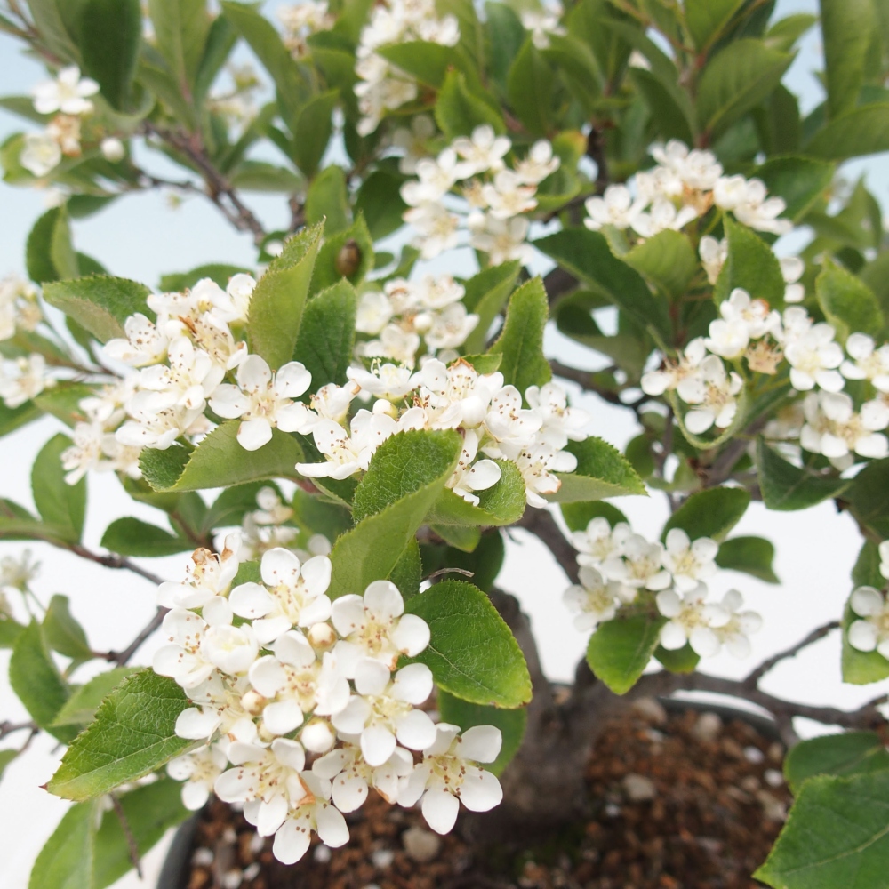 Venkovní bonsai - Blýskalka chlupatá - Photinia villosa