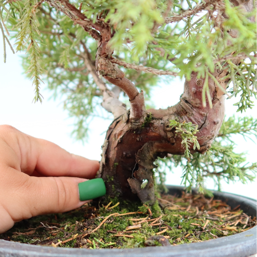 Venkovní bonsai - Juniperus chinensis Itoigawa-Jalovec čínský