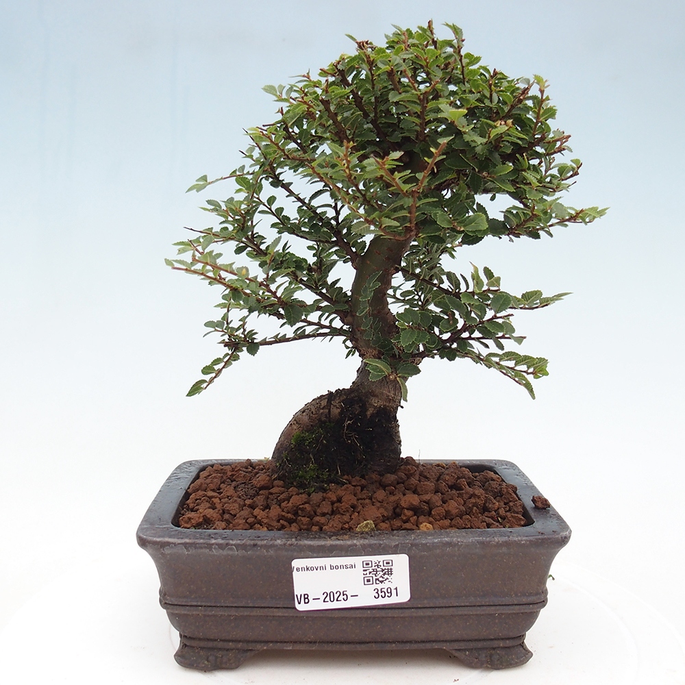 Venkovní bonsai - Ulmus parvifolia Hokkaido - jilm Čínský