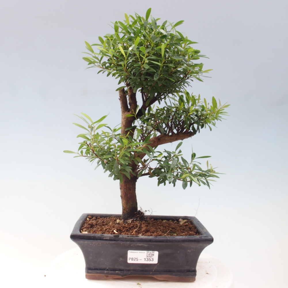 Pokojová bonsai - Syzygium - Pimentovník