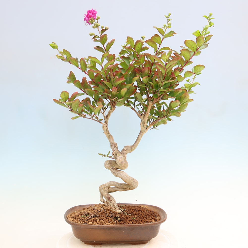 Pokojová bonsai - Lagerstroemia indica - indický šeřík