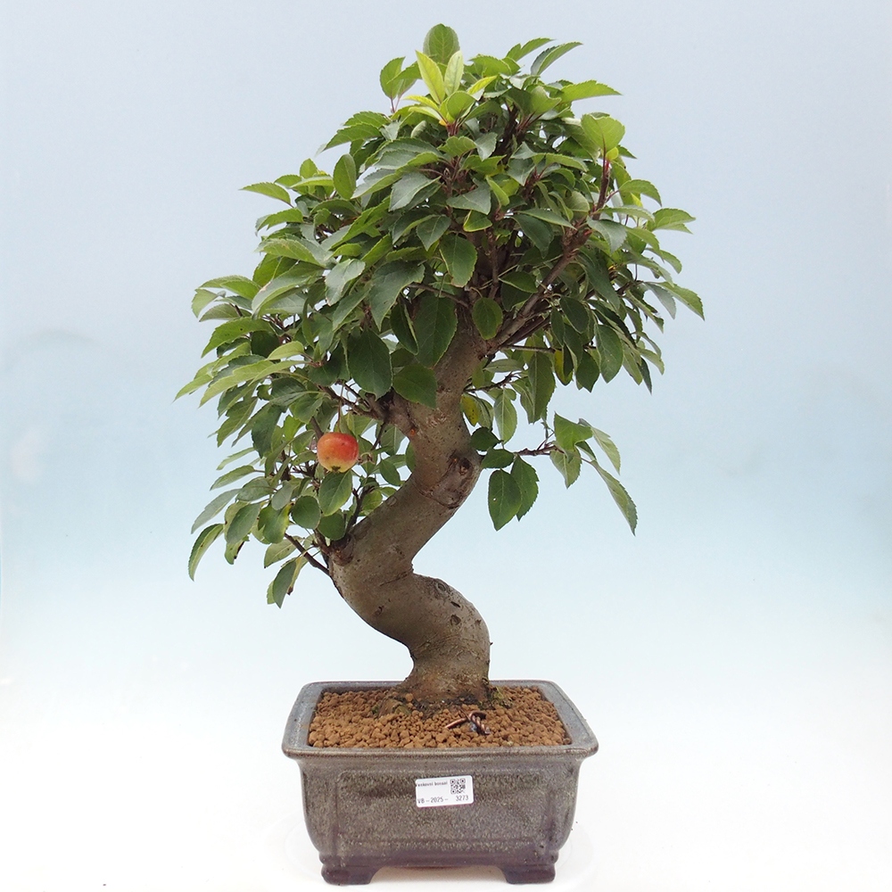 Venkovní bonsai -Malus halliana - Maloplodá jabloň