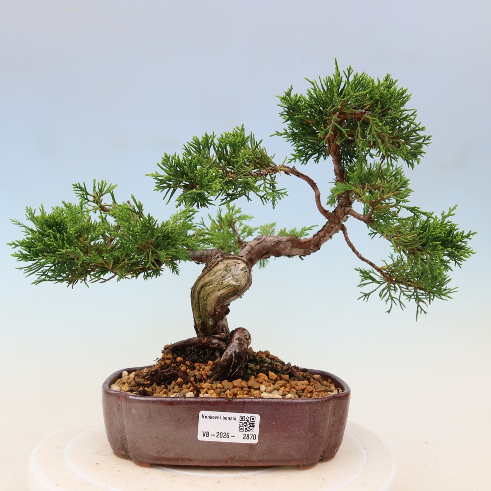Venkovní bonsai - Juniperus chinensis Itoigawa -Jalovec čínský