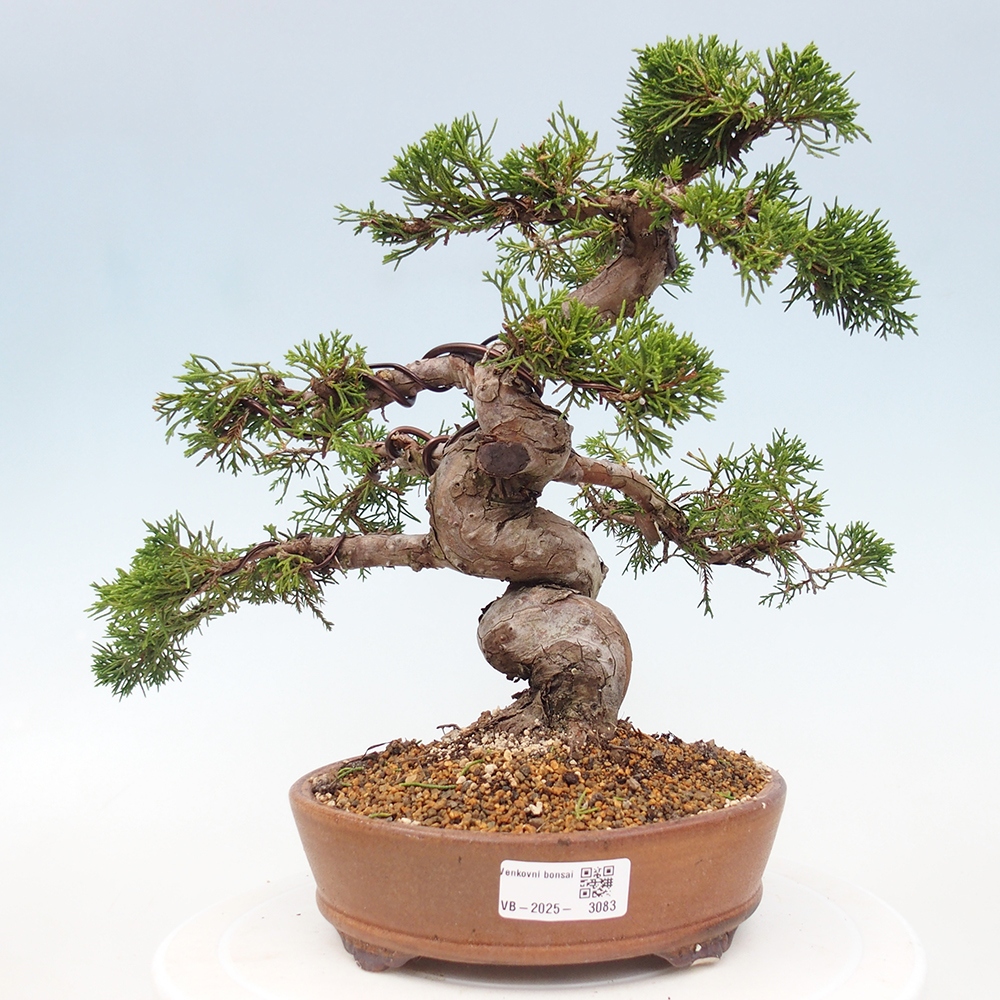 Venkovní bonsai - Juniperus chinensis Itoigawa -Jalovec čínský