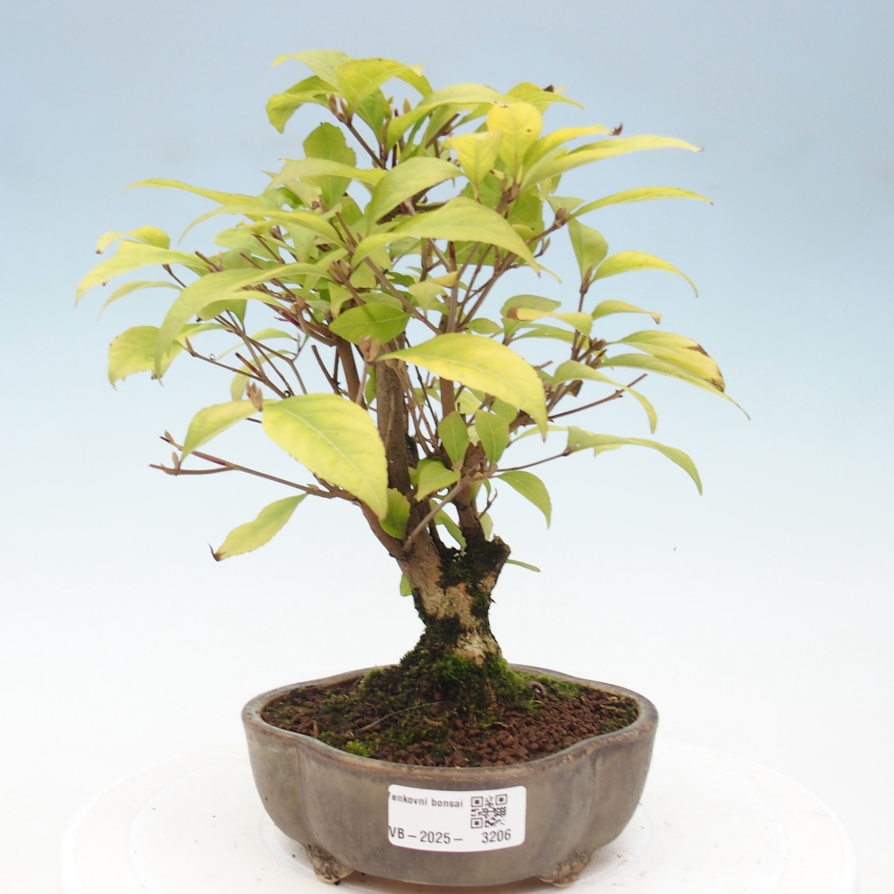 Venkovní bonsai - krásnoplodka - Callicarpa japonica