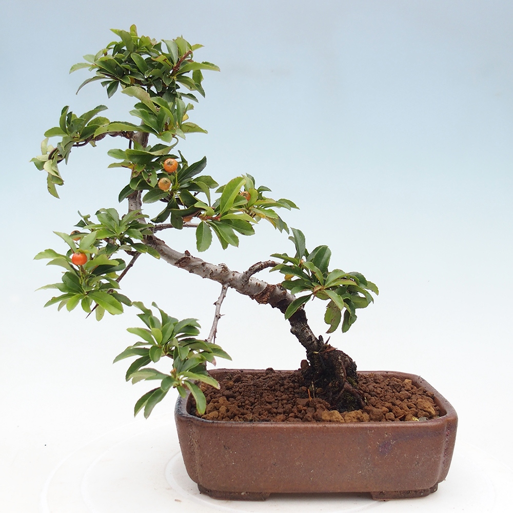 Venkovní bonsai-Pyracanta Teton -Hlohyně