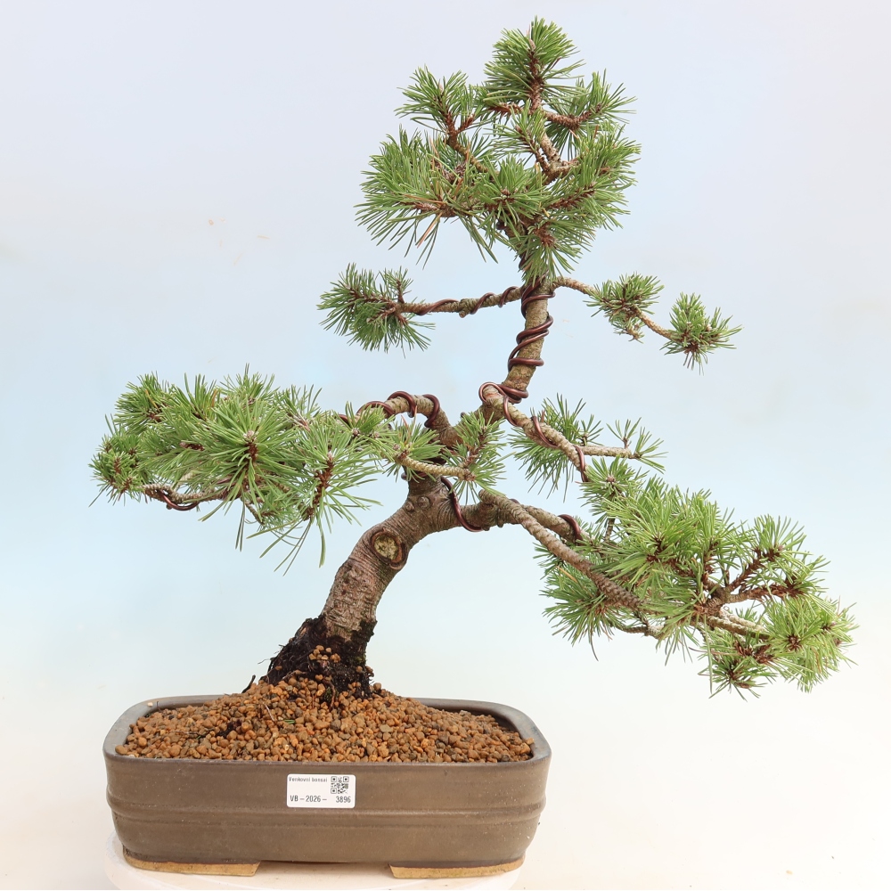 Venkovní bonsai - Pinus mugo Humpy  - Borovice kleč