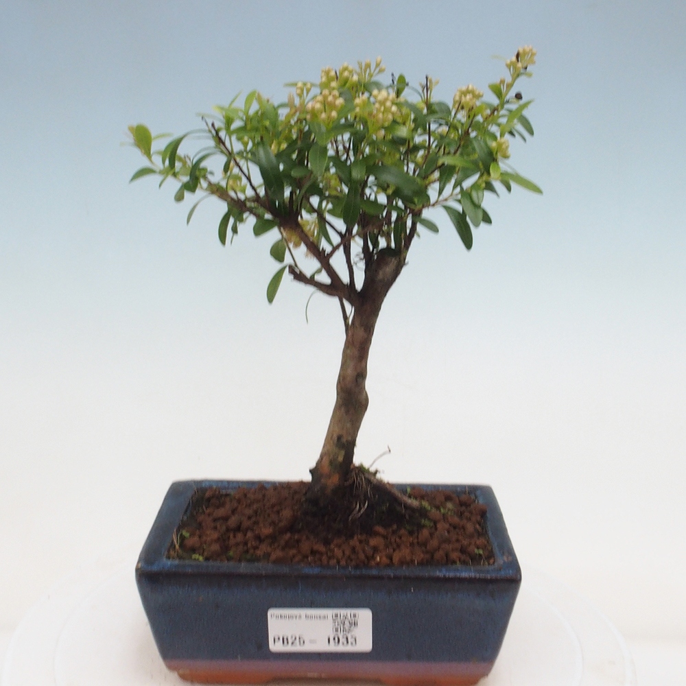 Pokojová bonsai - Syzygium - Pimentovník