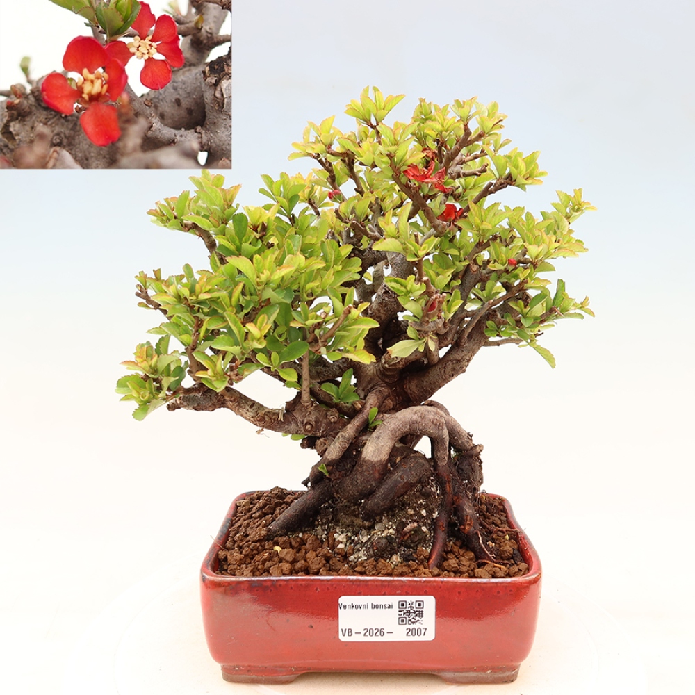 Venkovní  bonsai -  Chaneomeles speciosa Chojubai - Kdoulovec ozdobný