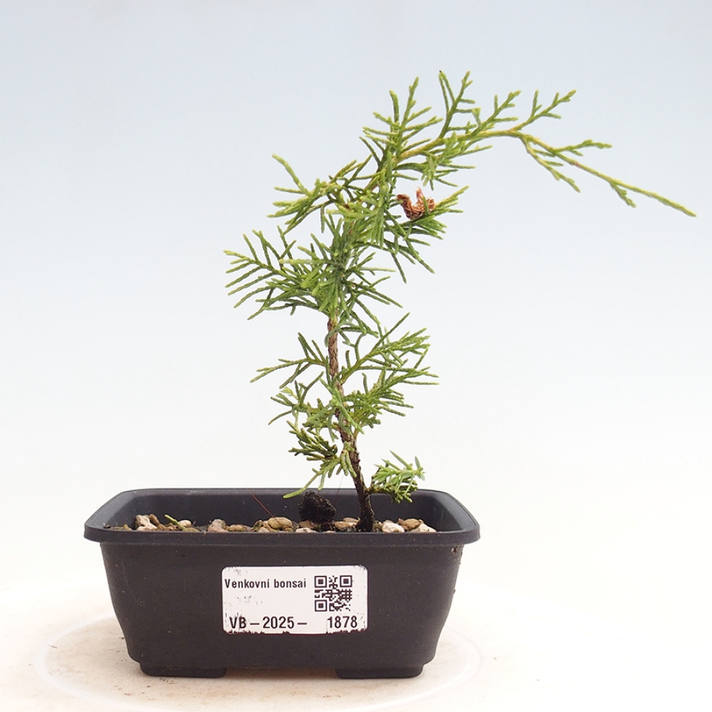 Venkovní bonsai - Juniperus chinensis Itoigawa -Jalovec čínský