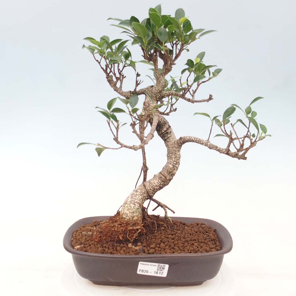 Pokojová bonsai - Ficus kimmen -  malolistý fíkus