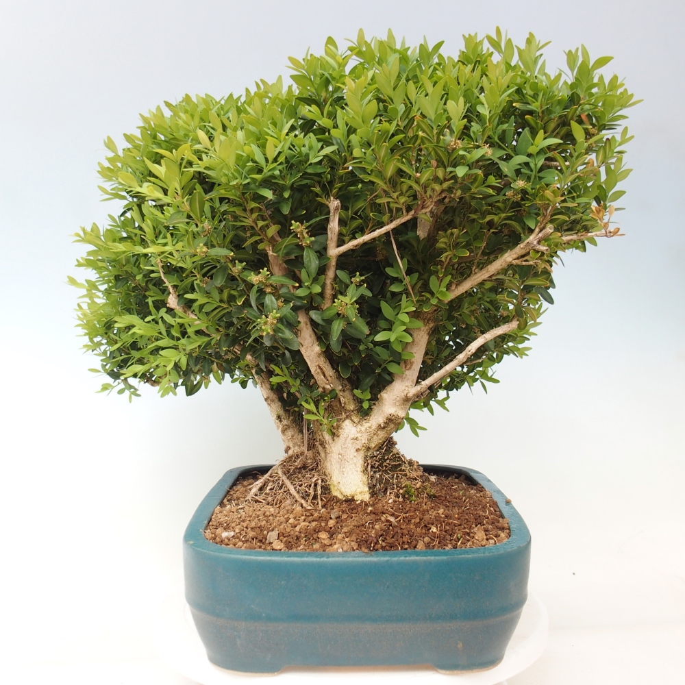 Venkovní bonsai - Buxus sempervirens - zimostráz