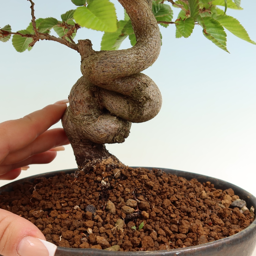 Venkovní bonsai -Carpinus coreana - Habr korejský