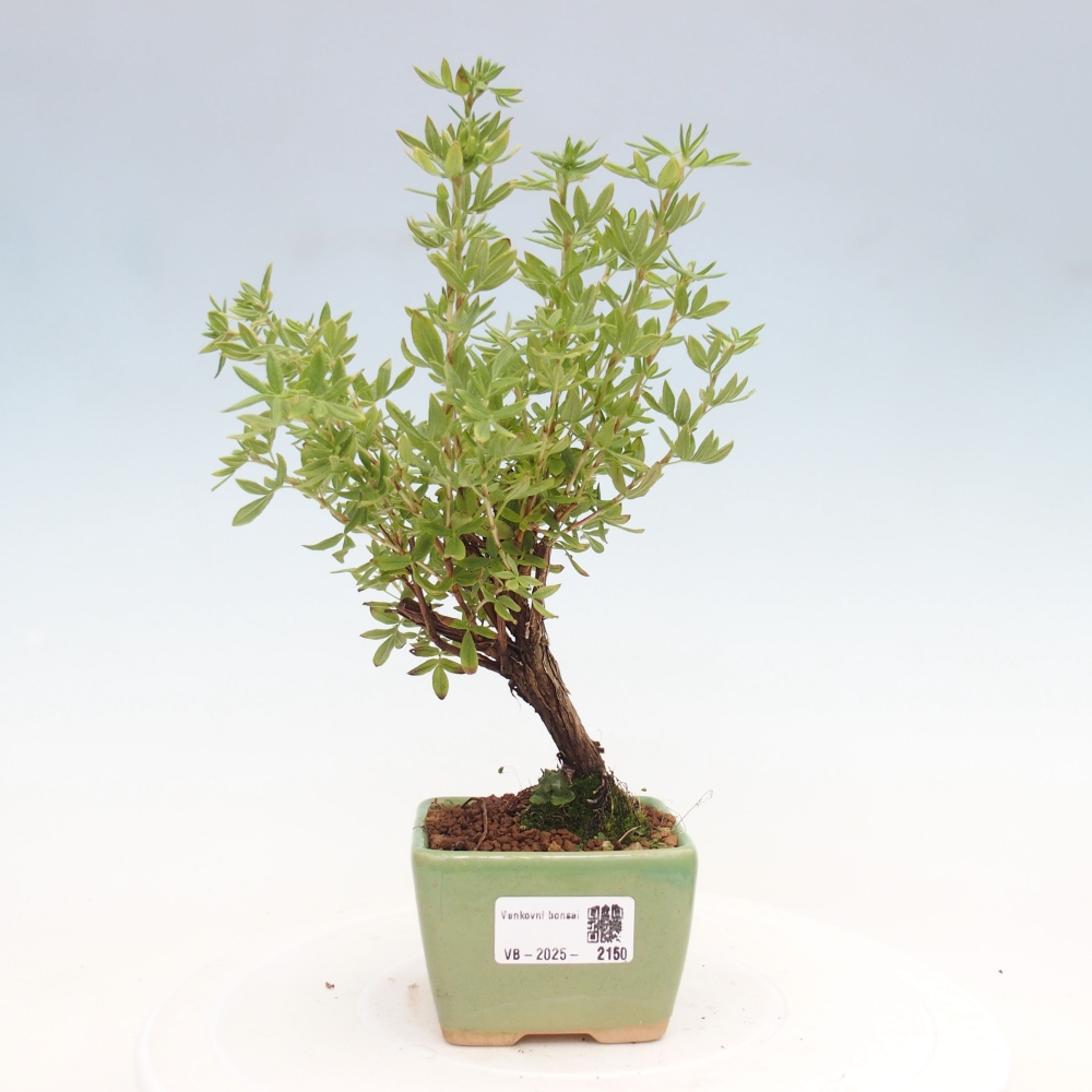 Venkovní bonsai-Mochna křovitá - potentila fruticosa yellow Bird