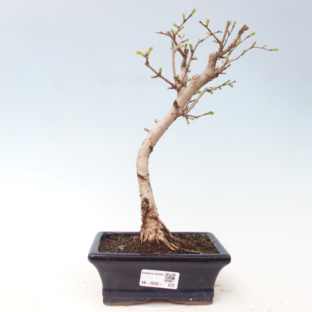 Venkovní bonsai -Pseudolarix amabis-Pamodřín