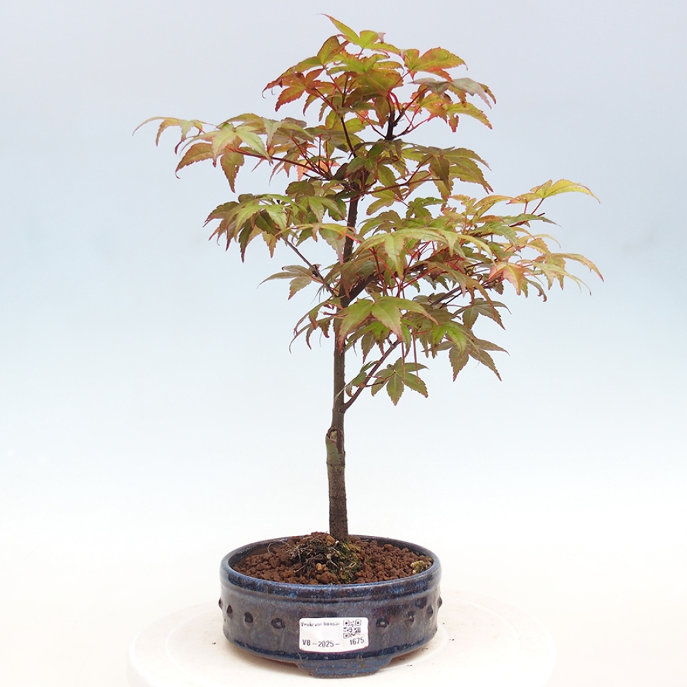 Venkovní bonsai - Javor dlanitolistý - Acer palmatum DESHOJO