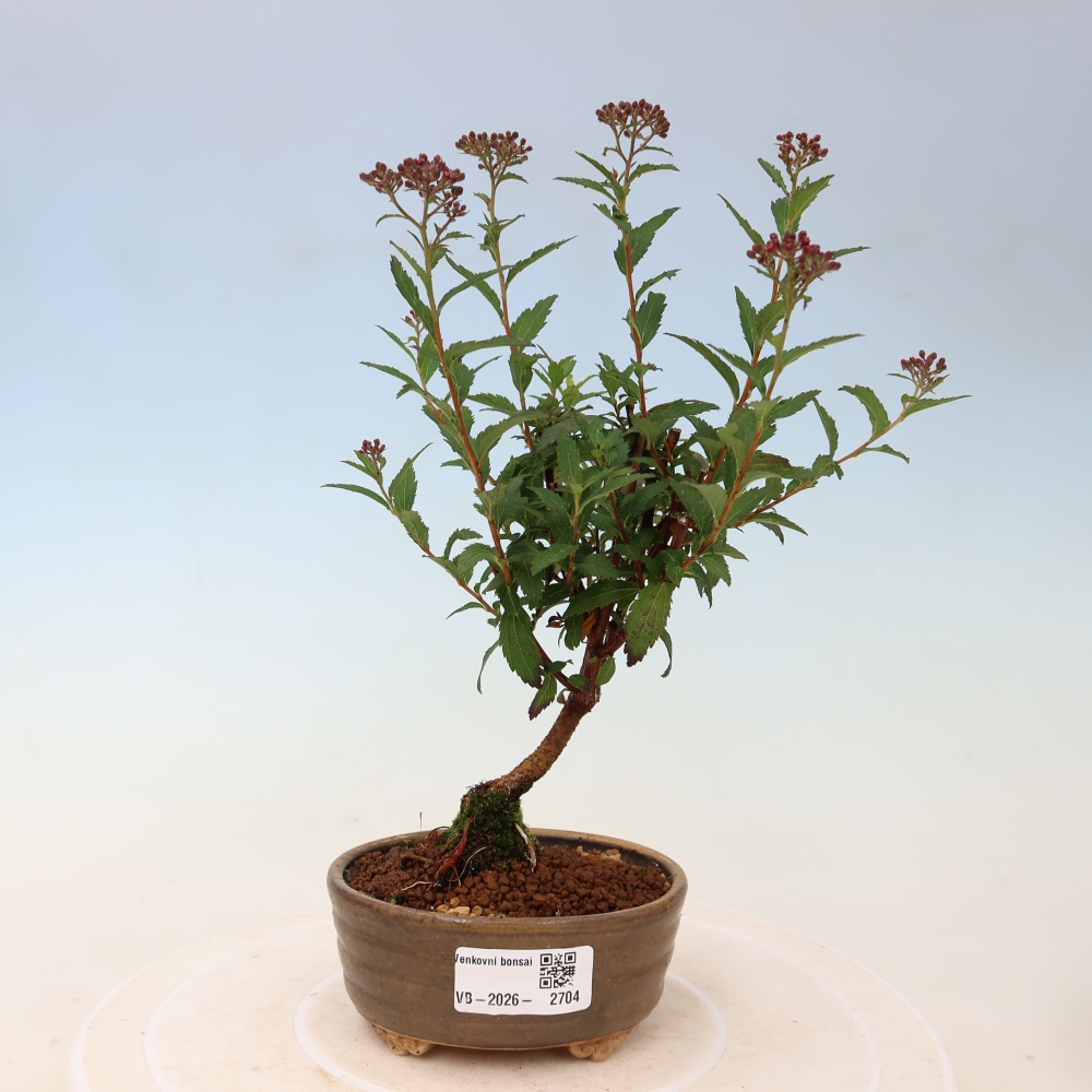 Venkovní bonsai - tavolník japonský - Spirea japonica Anthony Waterer
