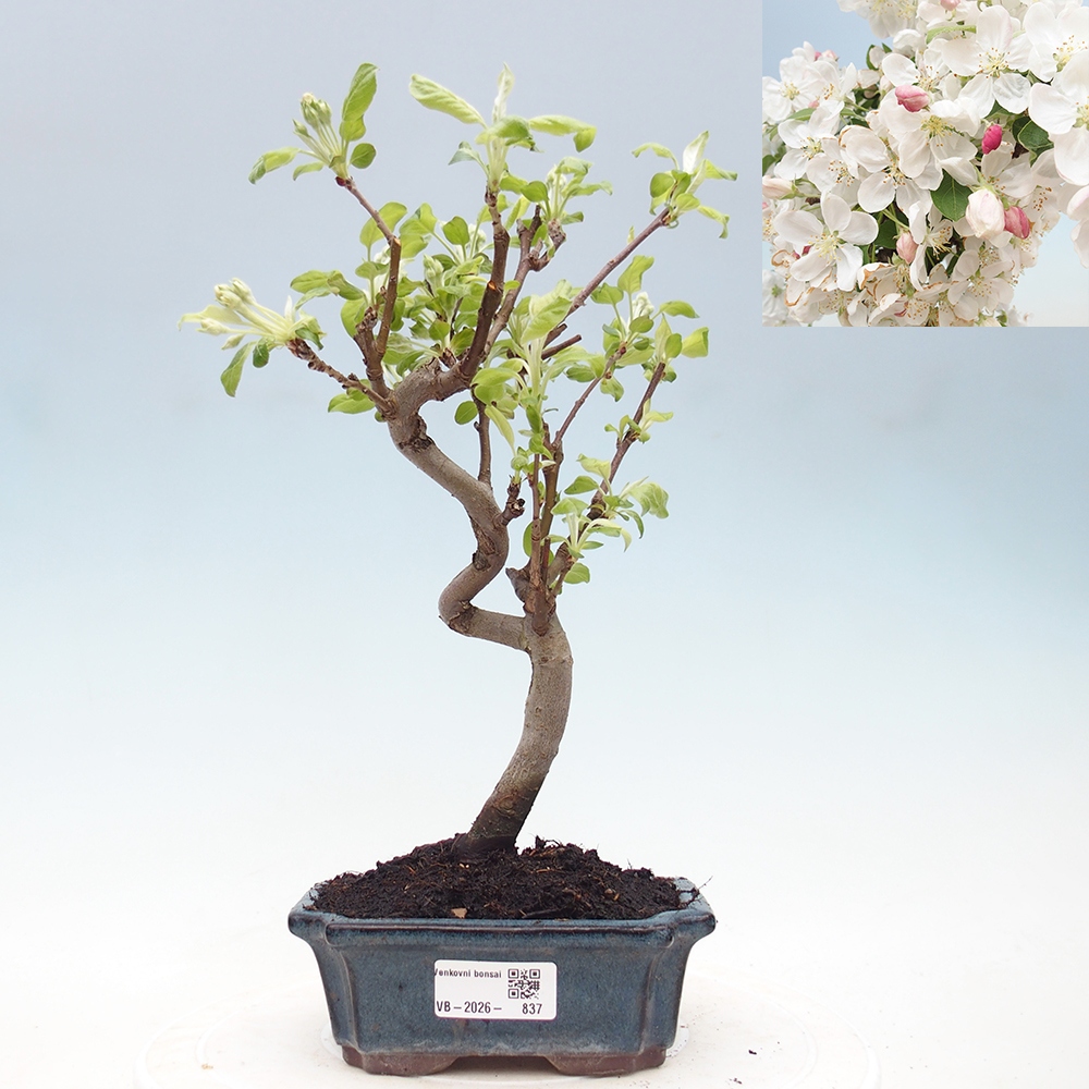 Venkovní bonsai -Malus halliana - Maloplodá jabloň